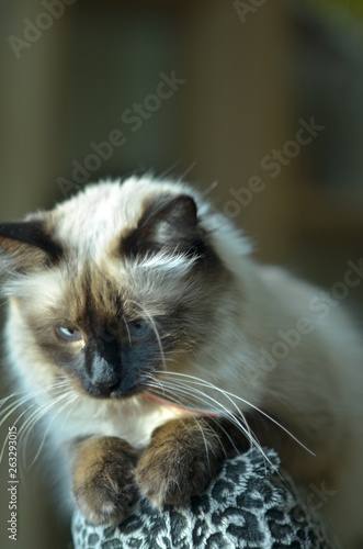 Portrait of Himalayan cat. photo