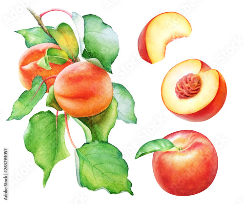 Canvas Print Watercolor peach tree branch with fruits and leaves.