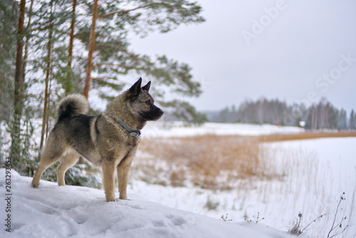 Winter Doggy