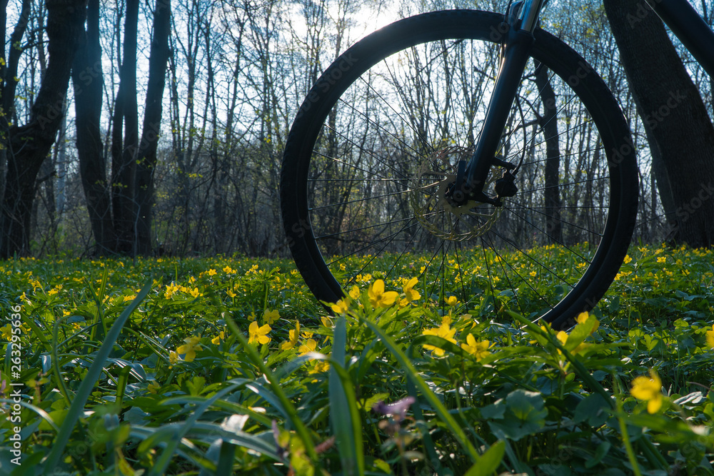 bike in the Woods among the flowers.-yellow flowers.