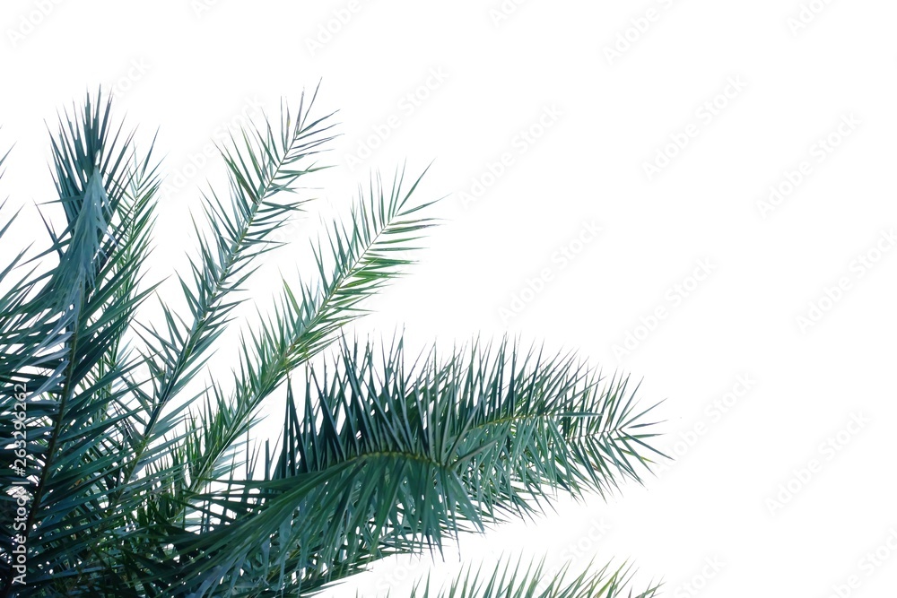 Tropical palm leaves on white isolated background for green foliage backdrop Tropical palm leaves on white isolated background for green foliage backdrop