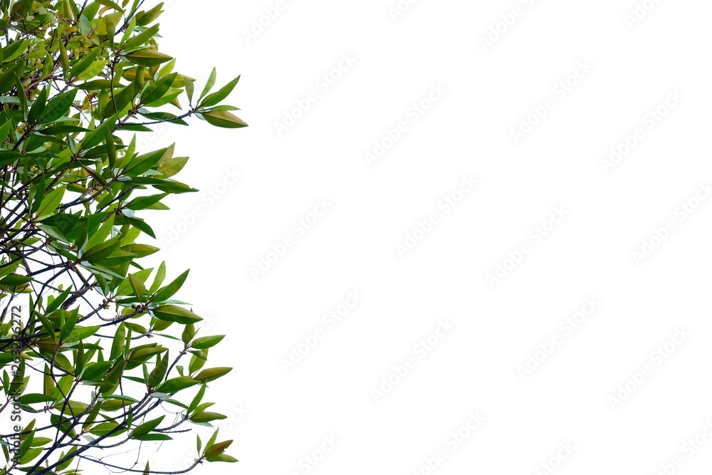 Tropical tree leaves with branches on white isolated background for green foliage backdrop 
