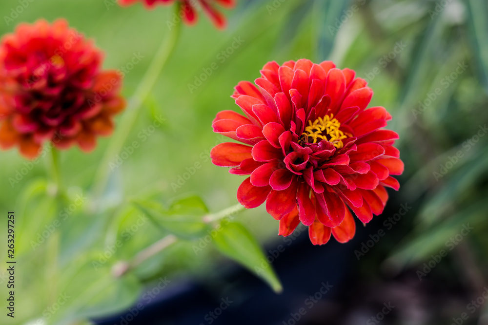 Beautiful Dehlia flower portrait Beautiful Dehlia flower portrait
