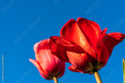Kolorowe tulipana  kielichy  zblizenie. Uprawa kwiatow.