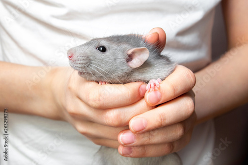 Gray hand rat Dumbo in the hands of a child. Pet, close-up.