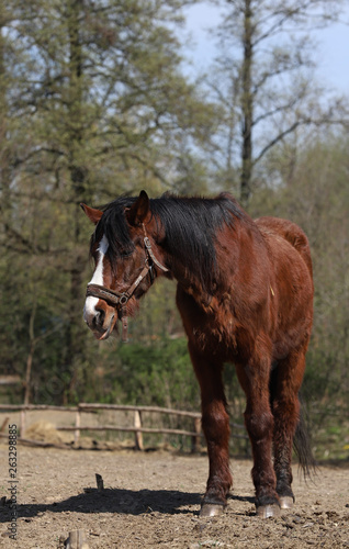 portrait of a horse