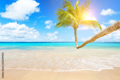 Fototapeta Naklejka Na Ścianę i Meble -  Coconut palm trees and blue sky and sea