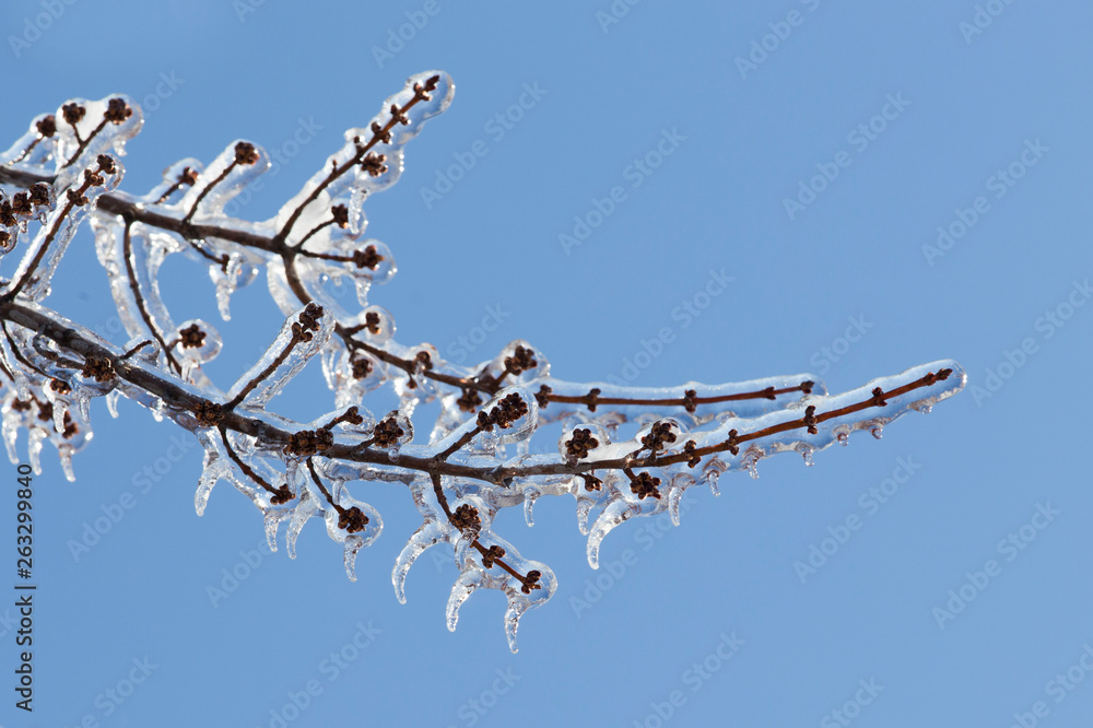 Freezing rain, thick layer of glaze ice on trees branches in Montreal, Canada, 10 April 2019 Freezing rain, thick layer of glaze ice on trees branches in Montreal, Canada, 10 April 2019