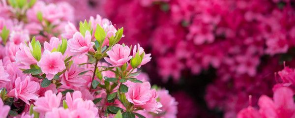 Acrylglasbilder Azalee Rosa Azaleenblüten im japanischen Stil  © wooooooojpn