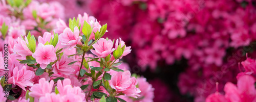 Pink azalea flowers background　ピンク色のツツジの花 背景 photo