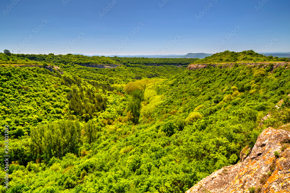 Beautiful summer landscape with fresh green forest and blue sky - panoramic view