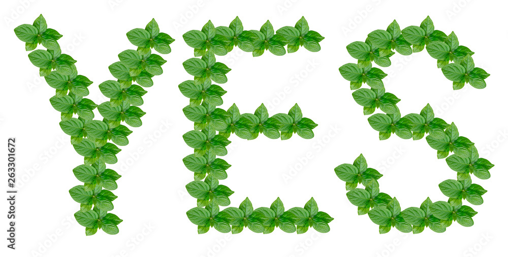 Word yes made of persimmon leaves on white background, isolate