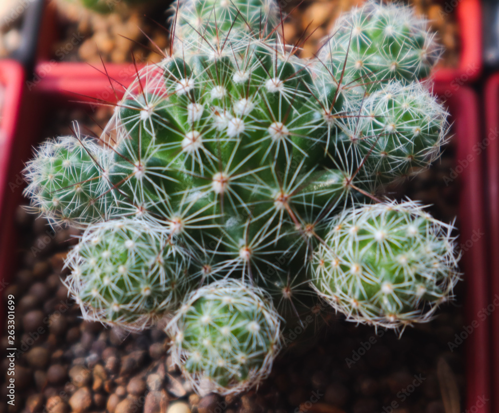 Beautiful cactus tree in the gardens outdoor and parks Beautiful cactus tree in the gardens outdoor and parks