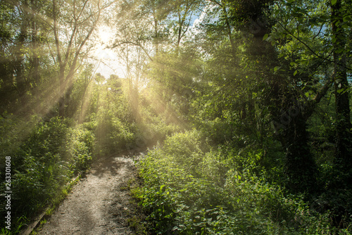 Sunbeams during a walk on a path