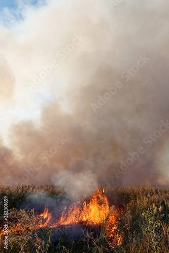 Strong fire in the swamp. Burning reed in the swamp. Natural disaster caused by man.