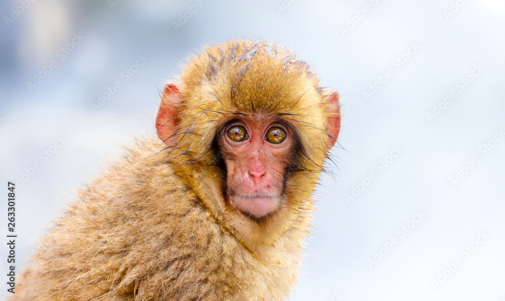 Obraz premium close up portrait of cute wild baby snow monkey at jigokudani snow monkey park in Yamanouchi town, Nagano, Japan