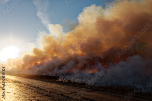 Fire, strong smoke. Burning reed in the swamp. Natural disaster.