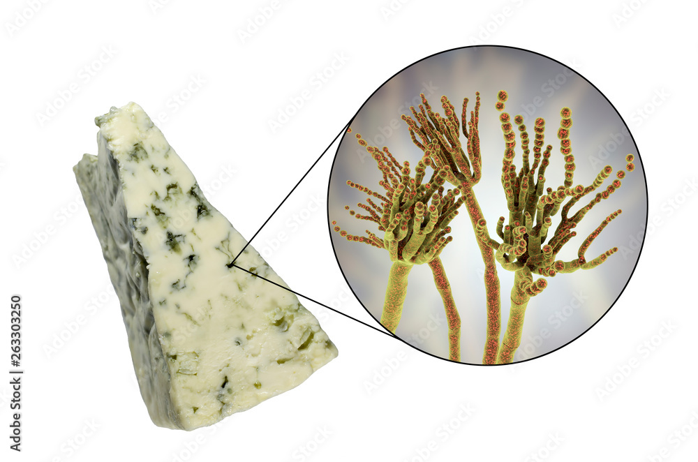 Roquefort cheese and fungi Penicillium roqueforti, used in its