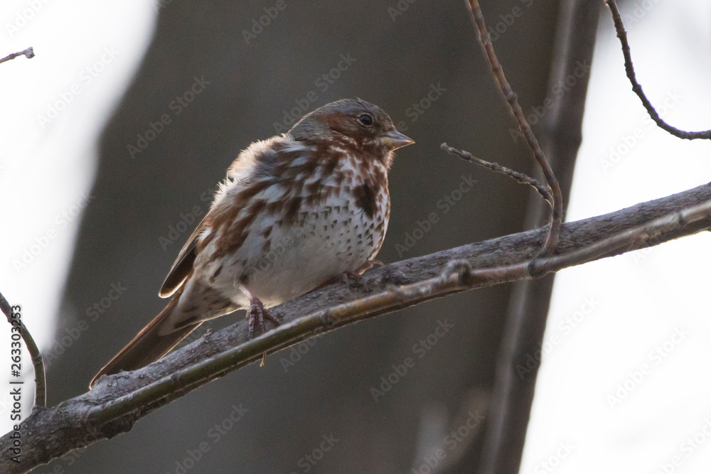 Fototapeta premium fox sparrow (Passerella iliaca) in spring