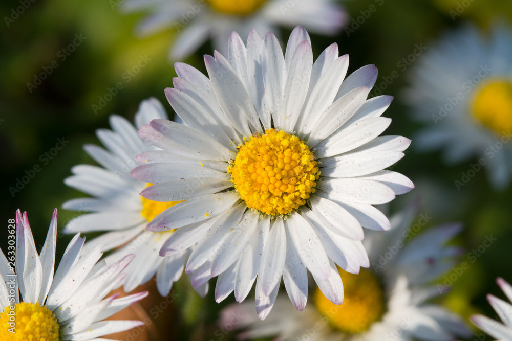 Common Daisies or Bellis perennis Common Daisies or Bellis perennis