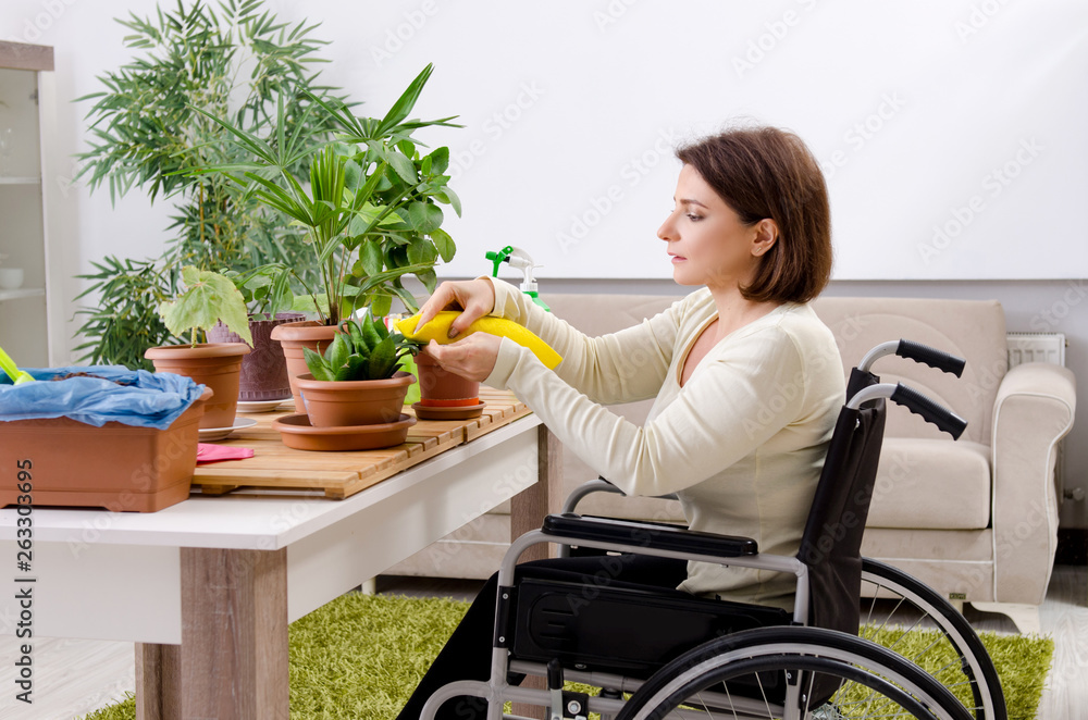 Woman in wheelchair cultivating houseplants  