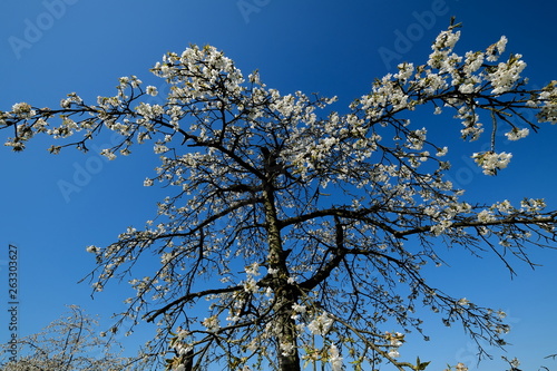 In Pretzfeld - fränkische Schweiz: Blühende Kirschbäume im größten Kirschen-Anbaugebiet in Westeuropa photo