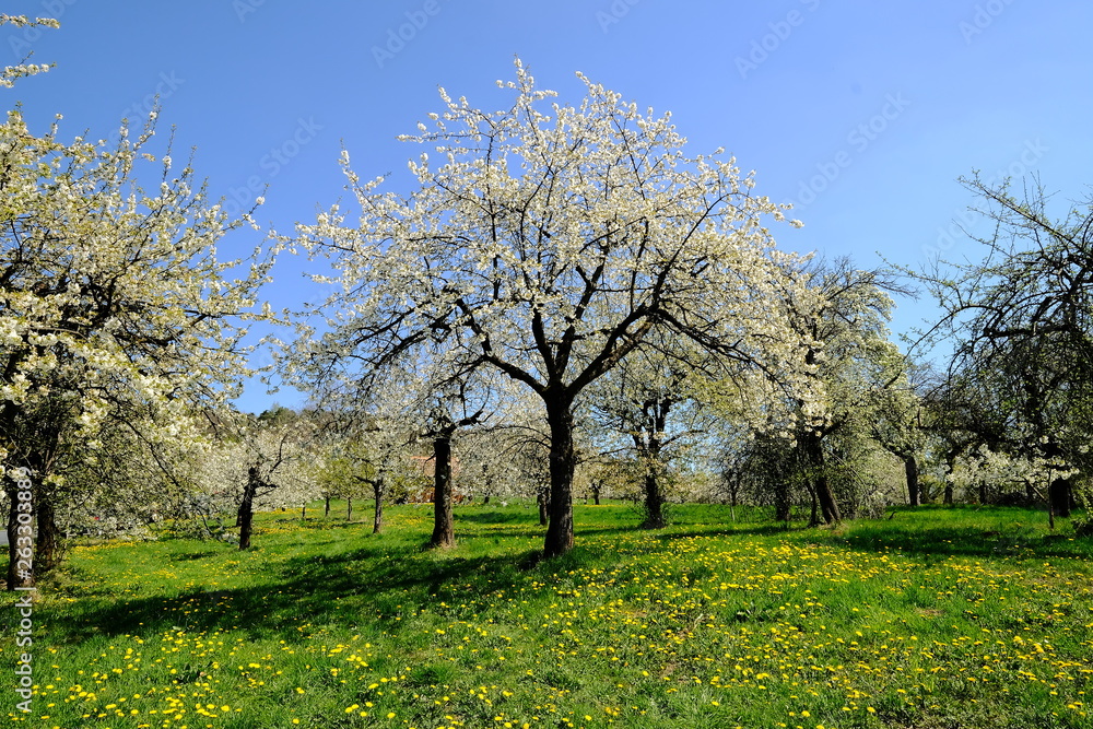 In Pretzfeld - fränkische Schweiz: Blühende Kirschbäume im größten Kirschen-Anbaugebiet in Westeuropa In Pretzfeld - fränkische Schweiz: Blühende Kirschbäume im größten Kirschen-Anbaugebiet in Westeuropa