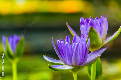 Purple lotus as spark for the background bokeh Flowers for the worship of God in the days of religion.