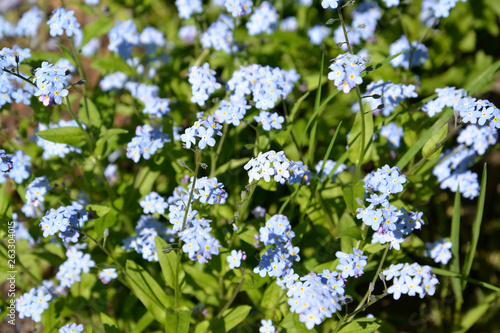The blossoming forget-me-not marsh (Myosotis scorpioides L.), lit with the sun. Background © vodolej