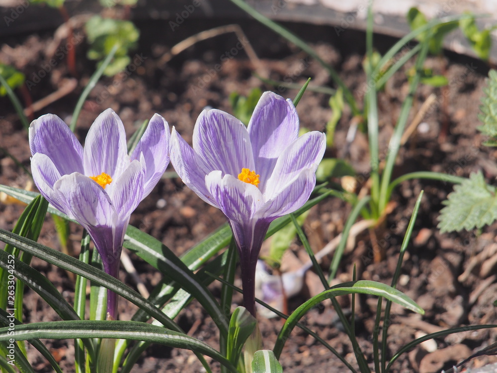 Crocuses bloom in a flower bed made of car tires. The first spring flowers. Crocuses bloom in a flower bed made of car tires. The first spring flowers.