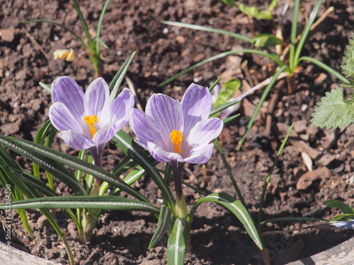 Crocuses bloom in a flower bed made of car tires. The first spring flowers.