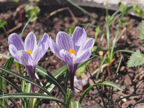 Crocuses bloom in a flower bed made of car tires. The first spring flowers.
