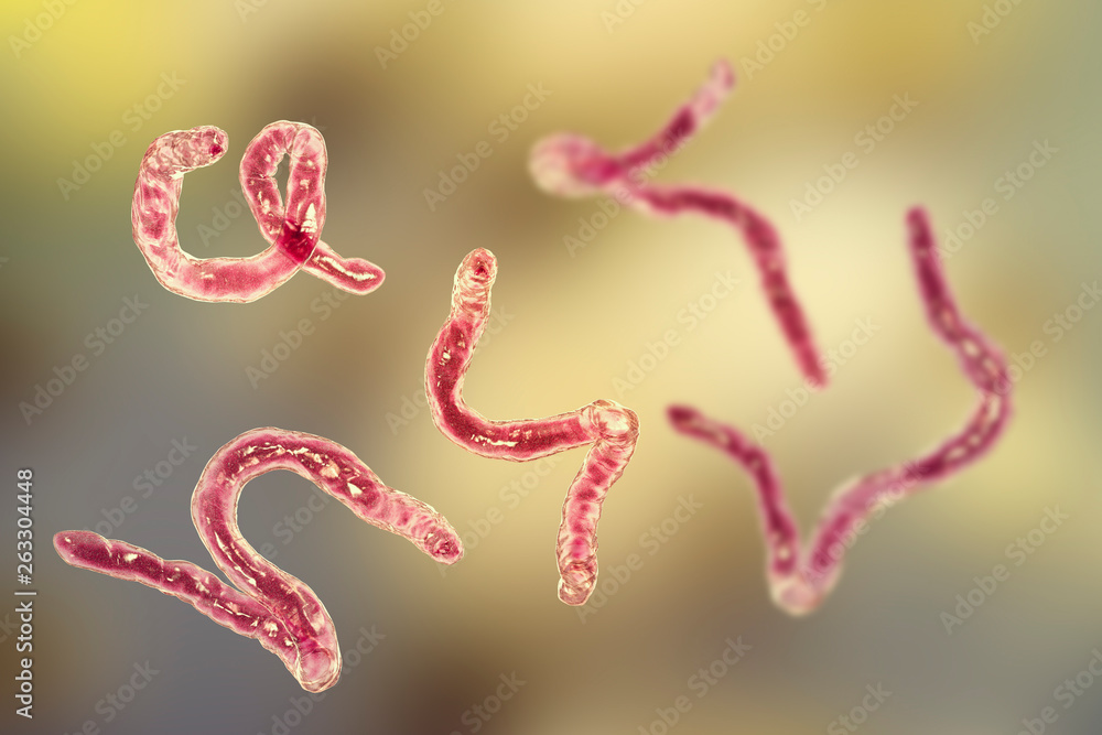 Parasitic hookworm Ancylosoma, 3D illustration. Ancylostoma duodenale