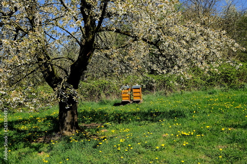Bienenstock und blühender Kirschbaum in Pretzfeld, Deutschland. Fränkische Schweiz