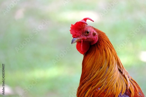 Close up a beautiful rooster standing in the farm on green nature background 