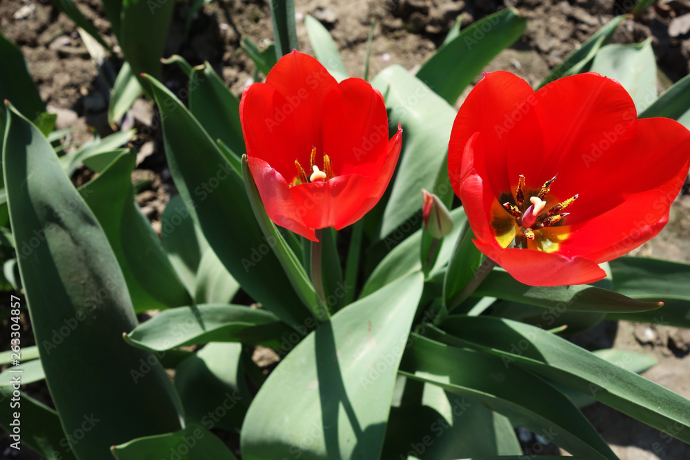 Naklejka premium red tulips in the garden