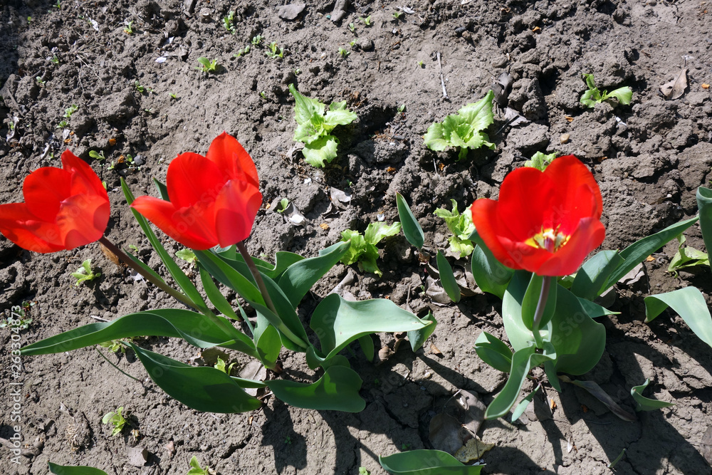 red tulips in the garden