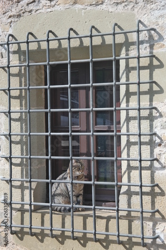 ventana con gato