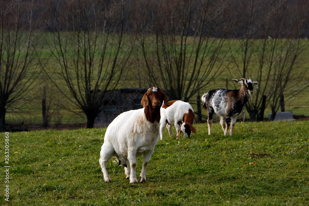 Goats in different breeds