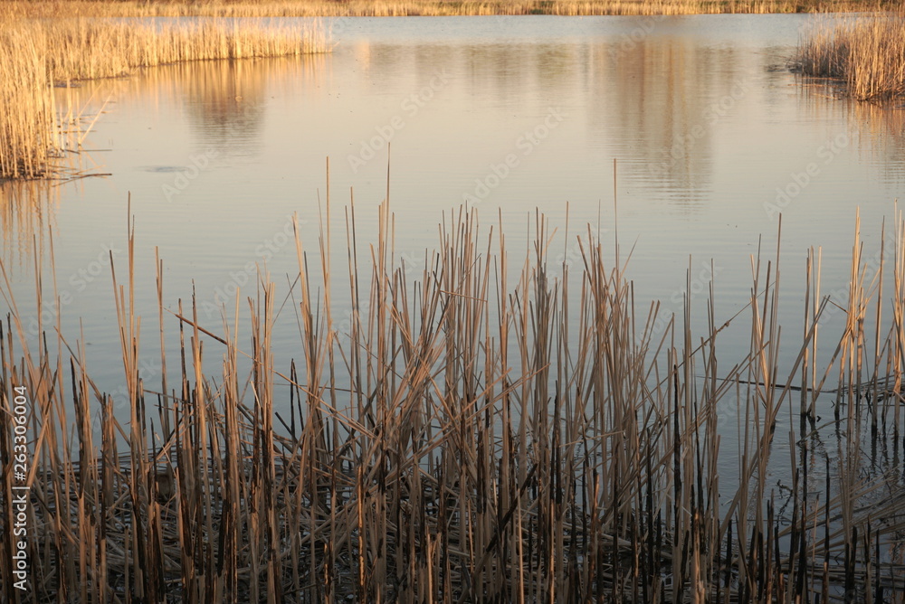 lake with reed mace at sunset, dry reed mace in lake lake with reed mace at sunset, dry reed mace in lake
