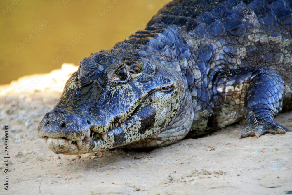 Fototapeta premium furchteinflößendes Krokodil