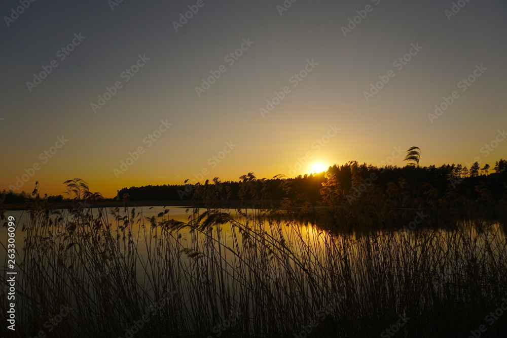 dry cane lake and forest at sunset