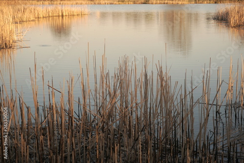 lake with reed mace at sunset, dry reed mace in lake 