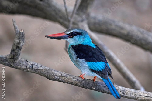 Tableau sur toile Blue-breasted kingfisher (Halcyon malimbica)