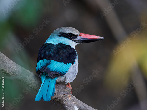 Blue-breasted kingfisher (Halcyon malimbica) photo