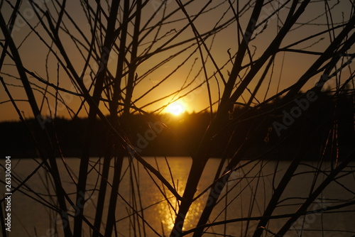 Sunset Between Branches Of The Tree Over Water