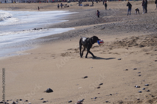 Pies na plaży © Dzikie Wino