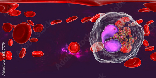 360-degree spherical panorama of eosinophil, a white blood cell, in blood, 3D illustration. Eosinophils are granulocytes taking part in allergy and asthma, protection against multicellular parasites photo