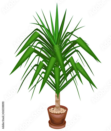 Yucca is an elephant. A beautiful evergreen plant in a pot. Home and office decoration. Evergreen tree. Vector illustration