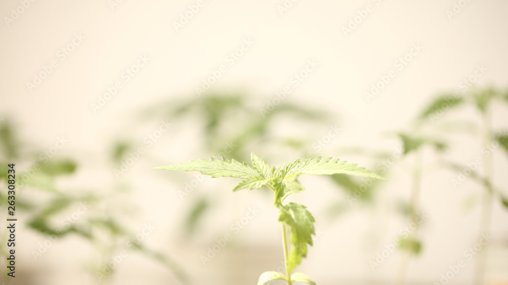 Fototapeta premium medical cannabis farm plant growing